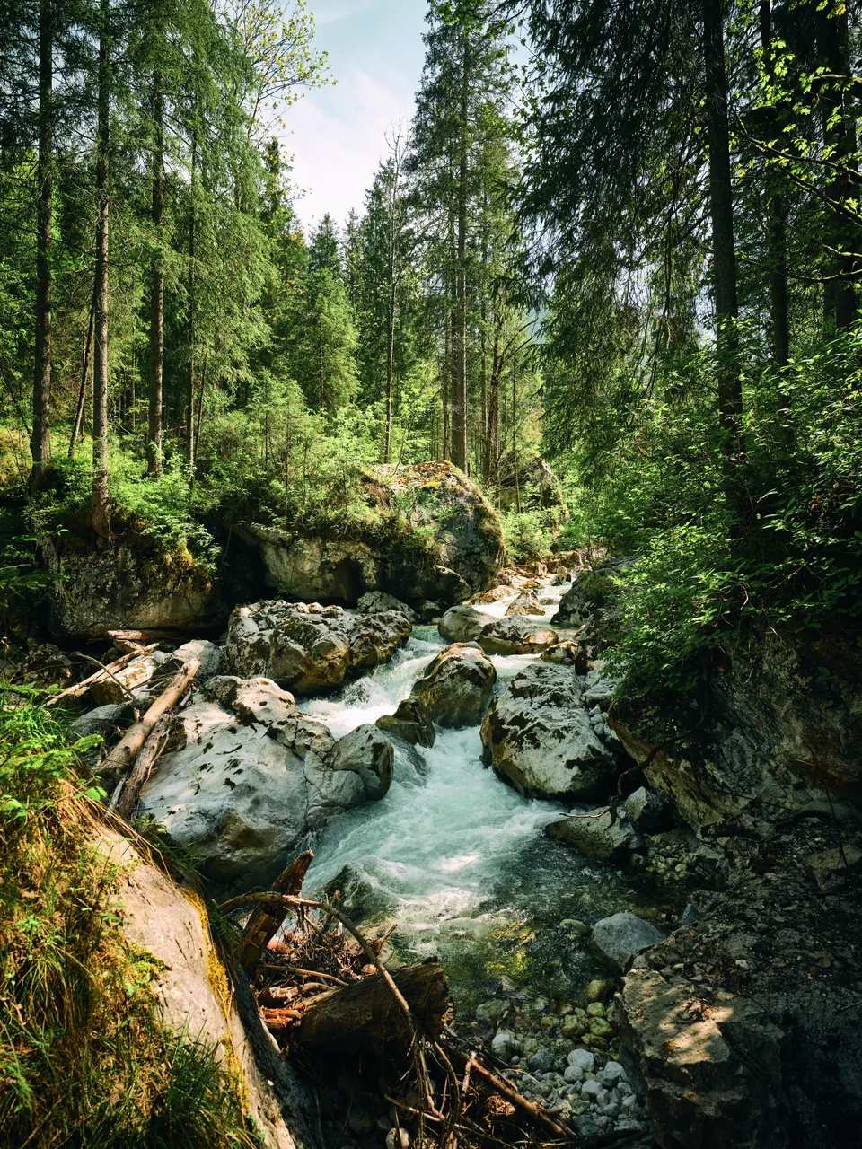 Wald bei Sonnenaufgang